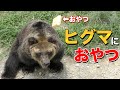 【ヒグマ】猛獣らしくないエゾヒグマの食事（ヒグマの餌やり）〜エゾヒグマは日本最大最強の地上動物です…〜