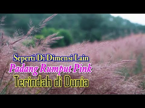 Video: Temui Bunga Padang Rumput