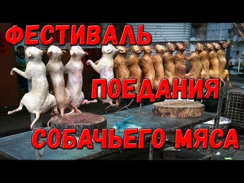 ФЕСТИВАЛЬ ПОЕДАНИЯ СОБАЧЬЕГО МЯСА