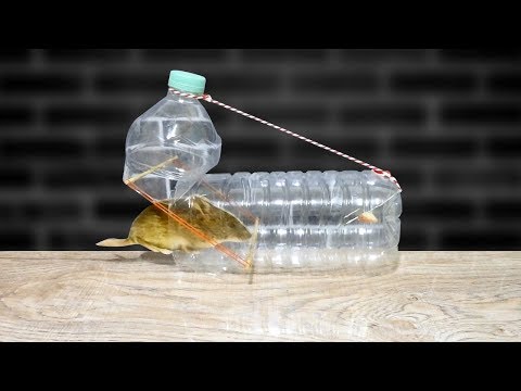 กับดักหนู ทำจากขวดน้ำ | How to make Rat Trap