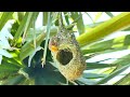 Ep45 OMG Engineer Golden Bird Build Home On The Palm Tree