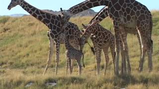 Giraffe Test