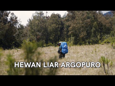 Camp di Tempat Paling Angker - Gunung Argopuro
