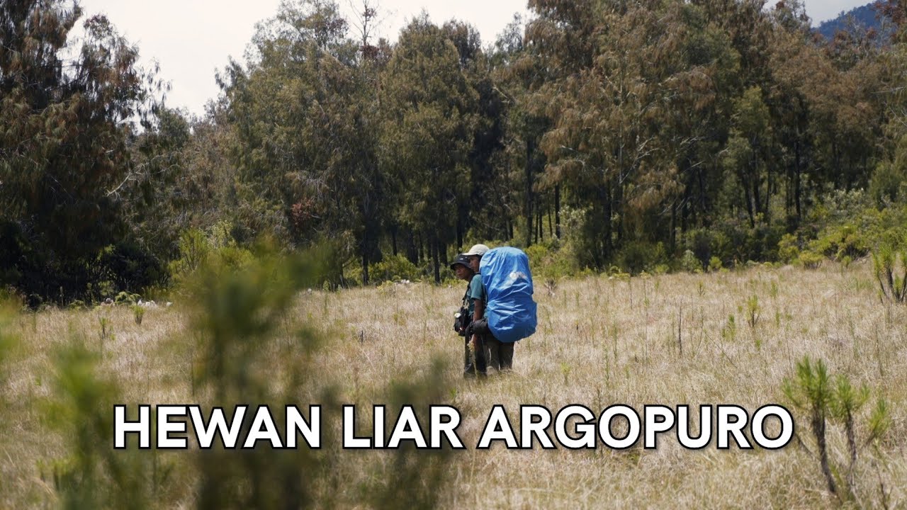 Camp di Tempat Paling Angker - Gunung Argopuro #2