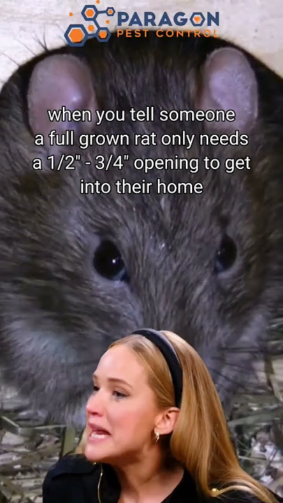 Rat facts - size really does matter! #pest #dfw