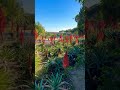 Aloe flower #🌺 #quintadolago #shorts #short #subscribe #nature #flowers