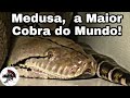 Medusa a Maior Cobra do Mundo | Biólogo Henrique o Biólogo das Cobras