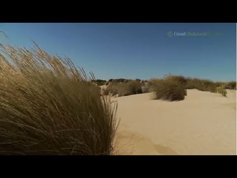 Dunas Móviles y