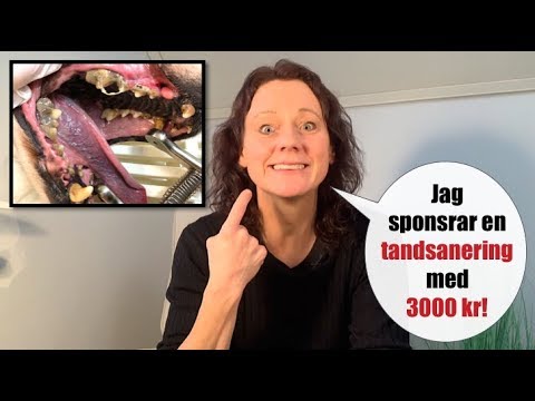 Video: Hur man rengör hundöron: 11 steg (med bilder)