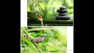 Masteran dan Terapi suara Gemercik Air dengan suara burung Ciblek