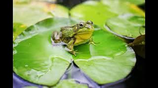 Kumpulan Suara Kodok Bangkong Katak- Sound Effect