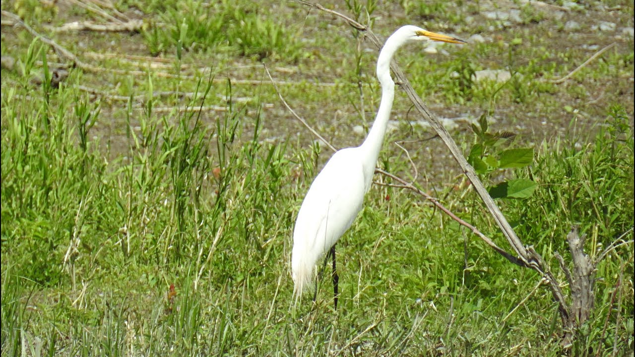 pic flamboyant quebec Great Egret