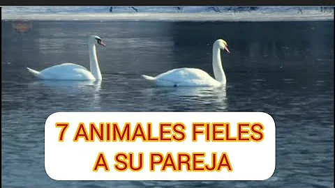 ¿Son las aves fieles a sus parejas?