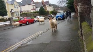 Great Orme Goats