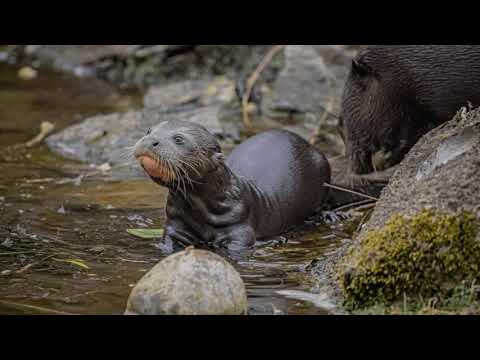 Крихітні початки: Честерський зоопарк вітає потомство гігантських видр