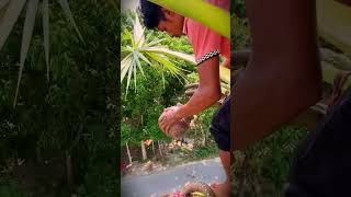 a simple way to tap sap from coconut trees #shorts