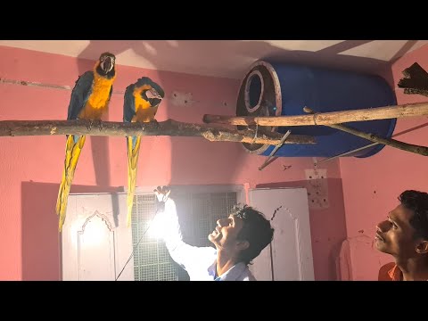 Macaws Breeding Cages Nest Setup / Secret Of Bird&rsquo;s Good Health & Successful Breeding.