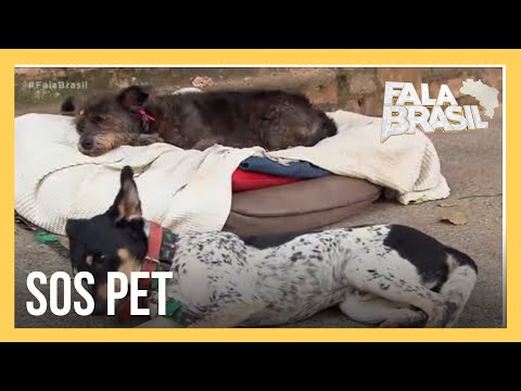 SOS Pet mostra aplicativo para adoção de animais