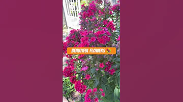 Flowers Short Viralvideo 