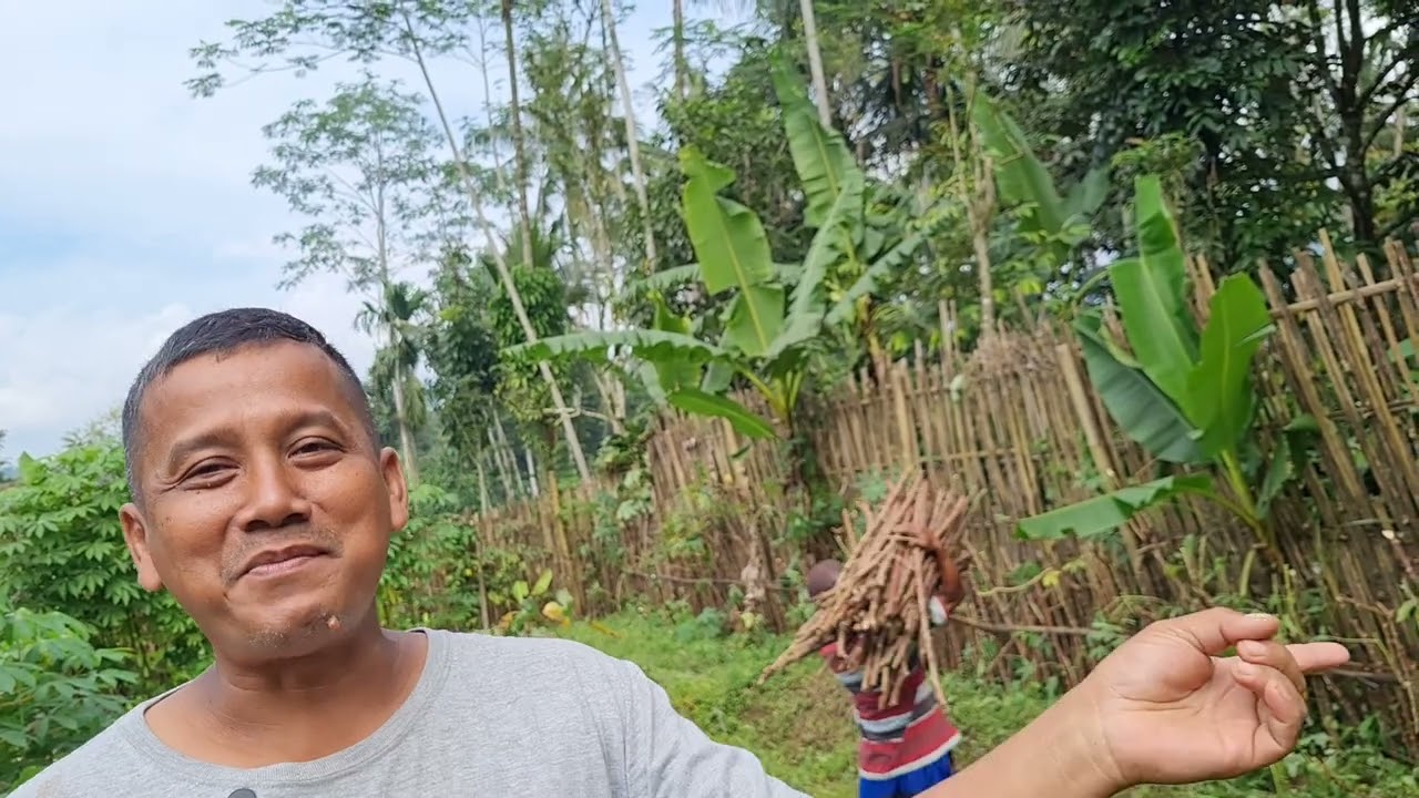 Pagar Hidup Batang Singkong untuk Ketahanan Pangan. 🤩🤩🤩 