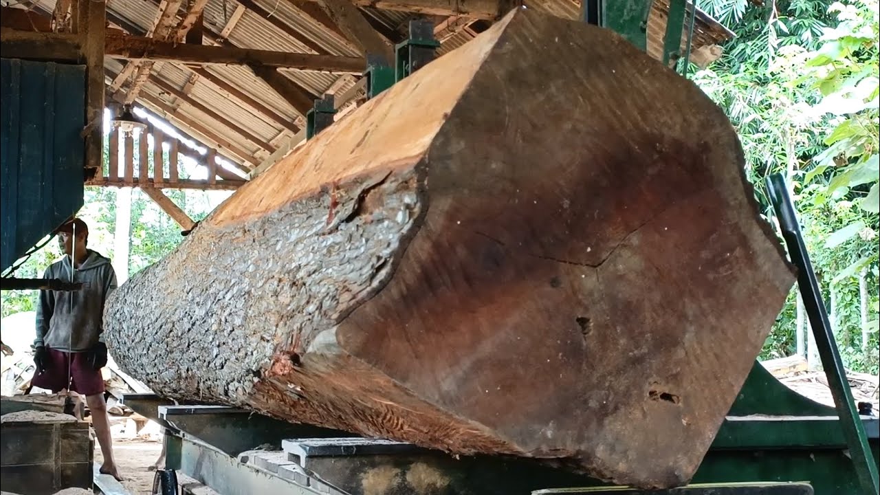 Peek into the Complete Process of Sawing a Giant Tree, which is ...
