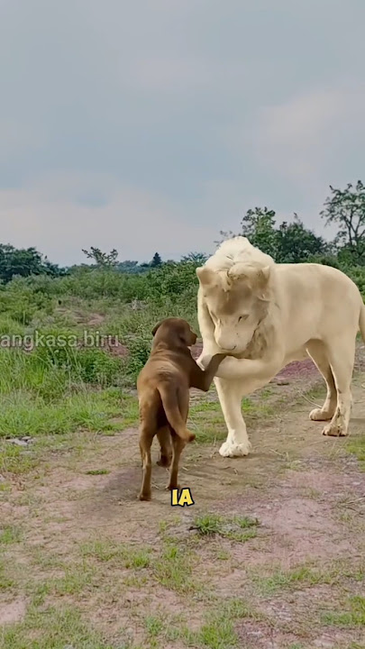 Singa Albino Ini Anggap Anjing Sebagai Ibu Kandungnya! #KisahEmosional  #shortsviral