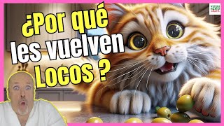 🥰 ¿POR QUÉ LOS GATOS SE VUELVEN LOCOS CON LAS ACEITUNAS? 🥰 LOS GATOS Y LAS ACEITUNAS by VETERINARIO GRATIS 10,986 views 2 weeks ago 3 minutes, 45 seconds