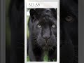 Majestic Black Panther | Luxury Safari ASMR 🐾✨ #wildlife #safari #pantera