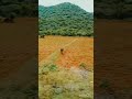 short #video## Andhra Pradesh# hills view # in train 🚈