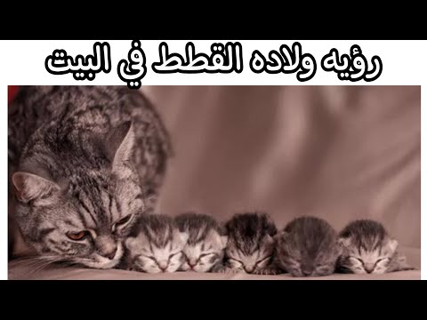 تفسير رؤيه ولاده القطط فى البيت مامعنى ولاده القط فى المنام