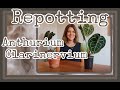 HOW TO REPOT YOUR ANTHURIUM CLAVINERVIUM---With a little bit of chaos sprinkled in!