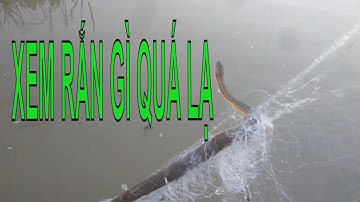 Trải nghiệm thả lưới bắt cá rô đồng | mùa nước cạn, ở sơn hòa phú yên....?