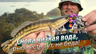 ОНИ ХВАТАЮТ МАНДУЛУ! Рыбалка на микроджиг. Спиннинг по низкой воде.