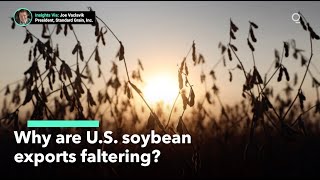U.S. Soybean Exports Falling As China Switches Suppliers