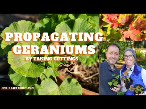 Video: Brocade Leaf Geranium -kasvit – vinkkejä brocade-geraniumin kasvattamiseen