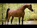 الحصان العربي الأصيل | الفحل الأسطورة كيو آر مارك ابن مروان الشقب . من أجمل الخيول العربية | QR Marc