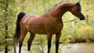 الحصان العربي الأصيل | الفحل الأسطورة كيو آر مارك ابن مروان الشقب . من أجمل الخيول العربية | QR Marc
