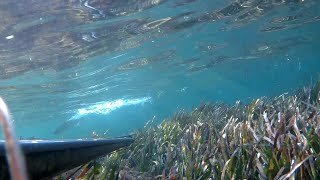 Geronimo Elite Mimetico 105  sea bass (Sörf yapan levrek 🏄🏄🏄🏄)