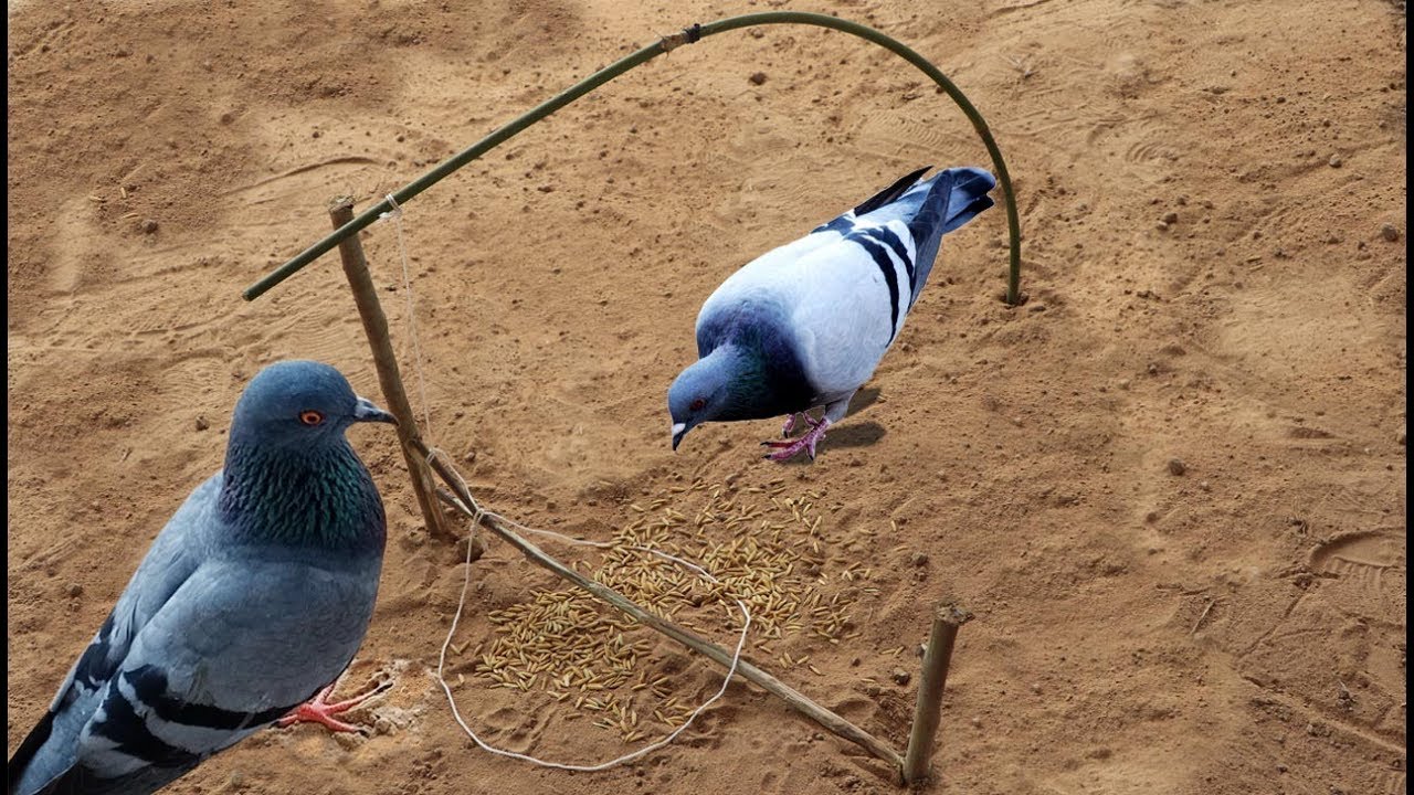 Technologie TR Fabriquer trs facilement un pige  oiseaux dans mon village 2019