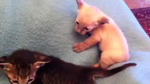 Video 808501: siamese oriental shorthair, siamese oriental kittens