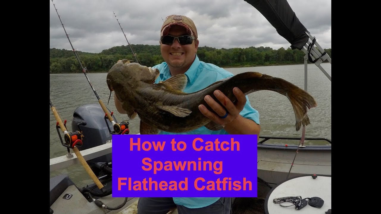 How to Catch Flathead Catfish During the Spawn YouTube