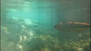 FLUTUAÇÃO NO RIO SUCURI BONITO MS