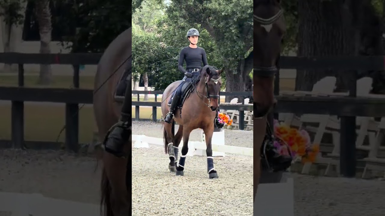 Lusitano gelding for sale Q