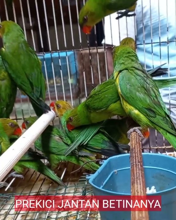 The characteristics of male and female parrots are accurate.