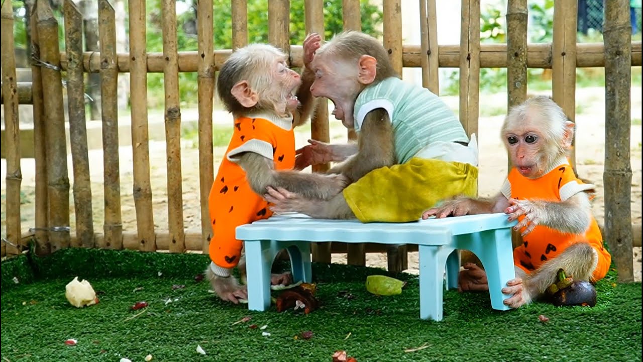 Reviews#13 Lovely baby monkey Ploy ans Jooy use simple life playing around house very happy