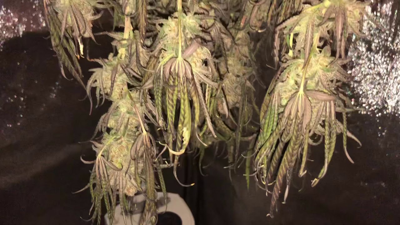 Critical Purple Kush, episode 15, growing cannabis indoors, hanging dry and remember to water 😂