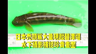 日本禿頭鯊大量現蹤碧潭堰 水下攝影捕捉珍貴畫面