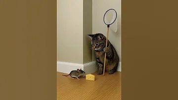 الفأر يخاطر بحياته Cat النظافه Cute موسيقار Kitten الجيلي Funny المراه الظروف Cutecat 
