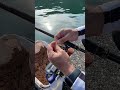 波多江インストラクターに聞く!外れにくいエサの付け方!オキアミ編#shorts