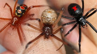 RED vs BROWN vs BLACK WIDOW! - How Deadly Are Widow Spiders REALLY? (ft. @MyWildBackyard)